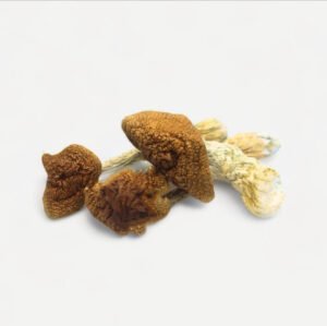 Golden Teacher Magic Mushrooms🍄‍🟫