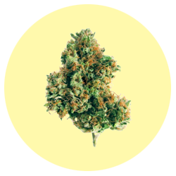 Indica